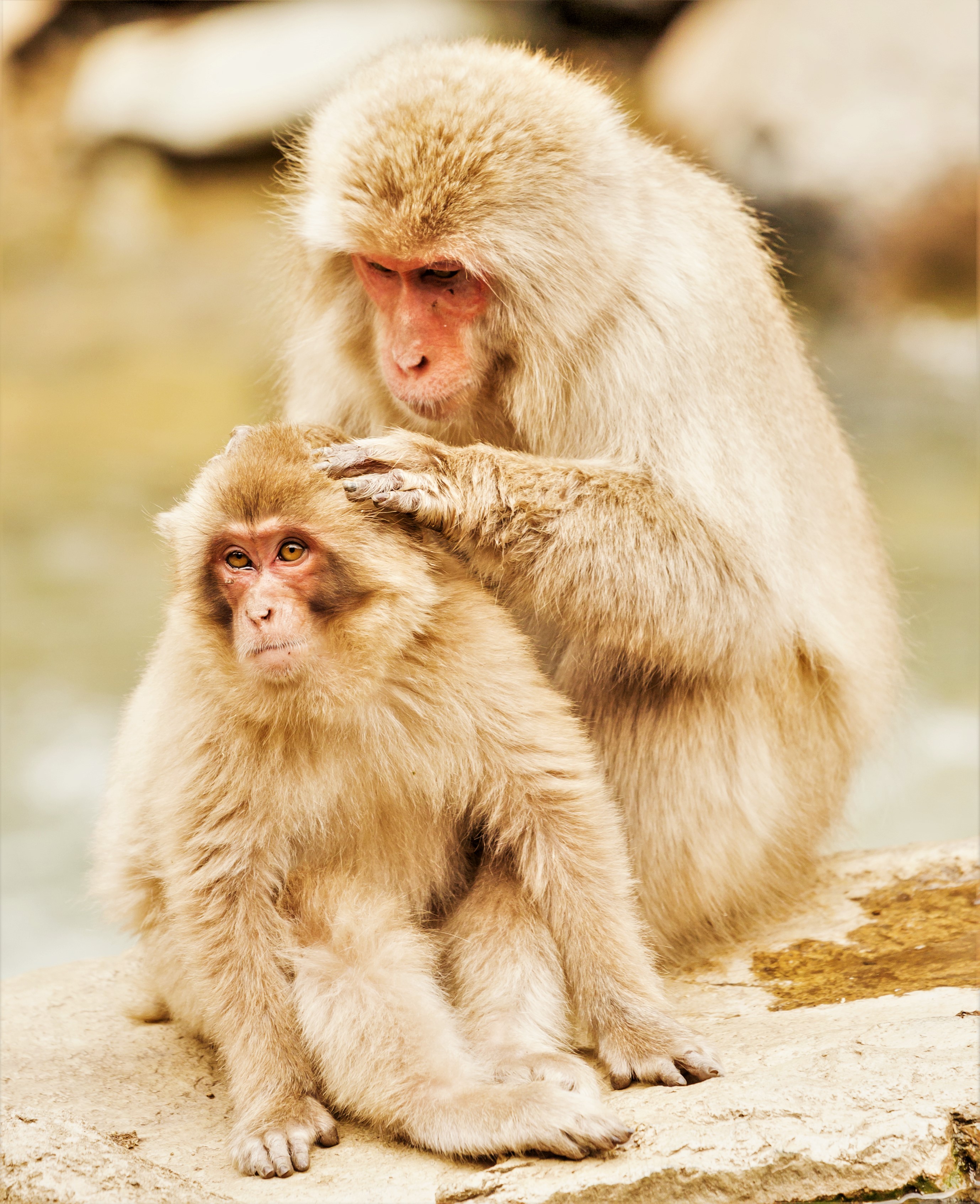 Two Japanese macaques