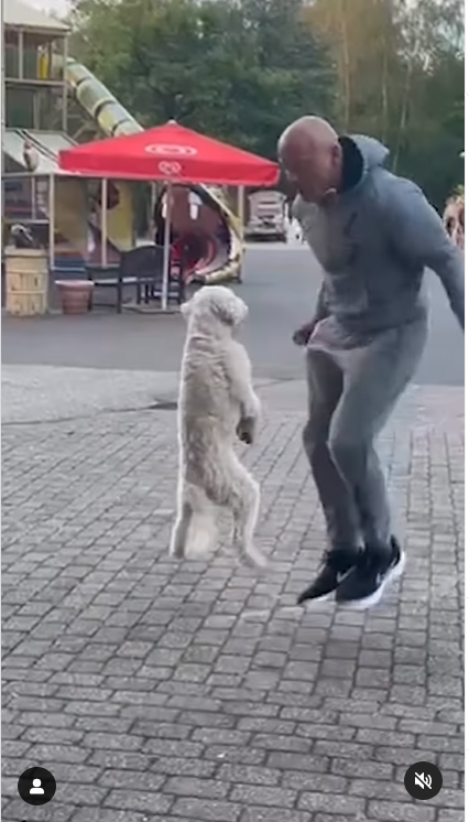 A Dog playing jump rope with owner