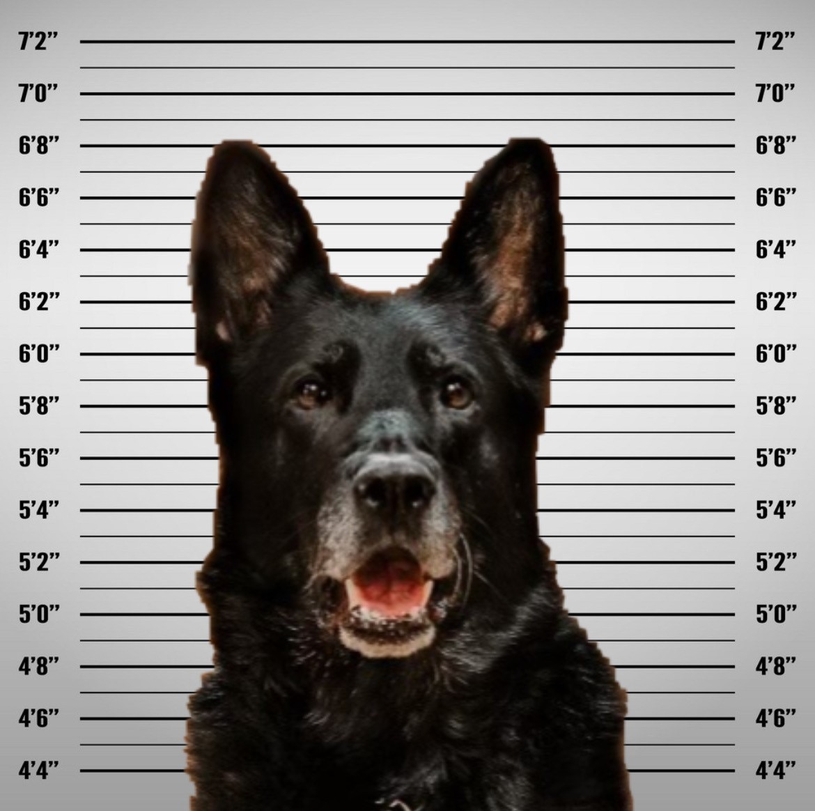 Michigan Police K-9 Accused of Stealing Coworker's Lunch