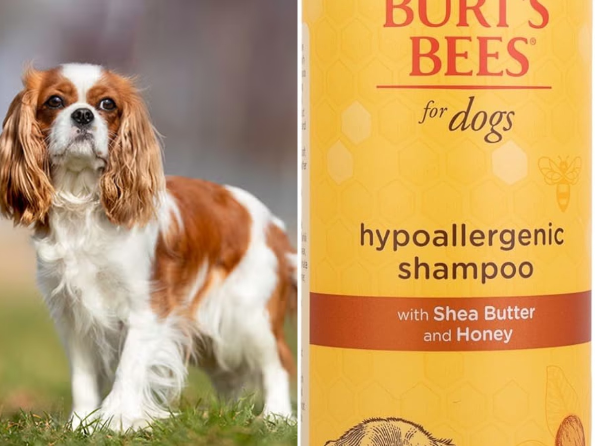 A Cavalier King Charles Spaniel and a dog shampoo