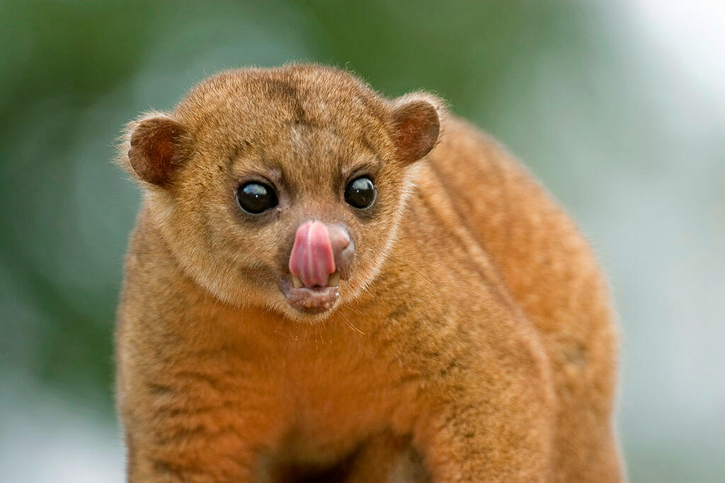 A kinkajou at San Diego Zoo