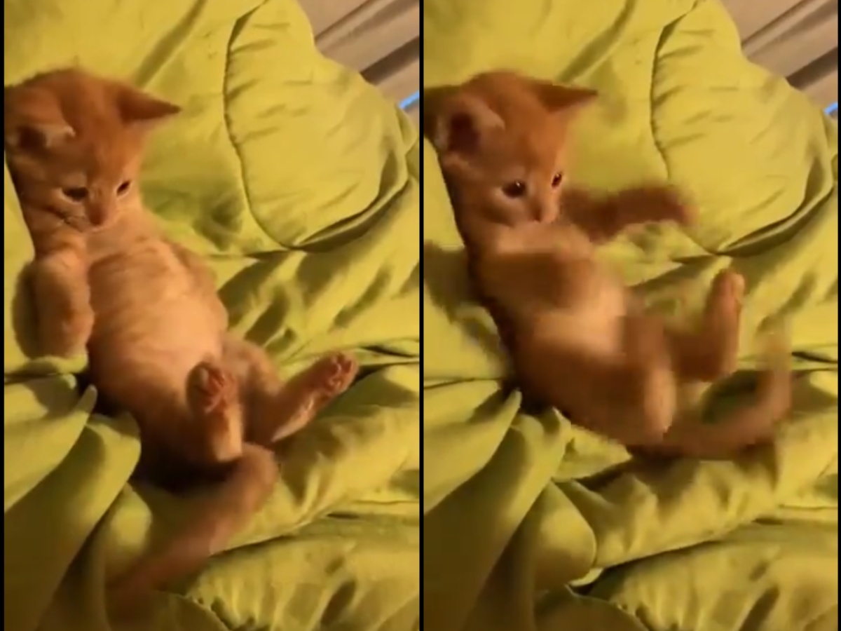 Kitten playing with its tail