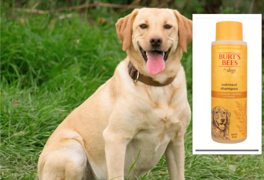 A Labrador Retriever and a dog shampoo