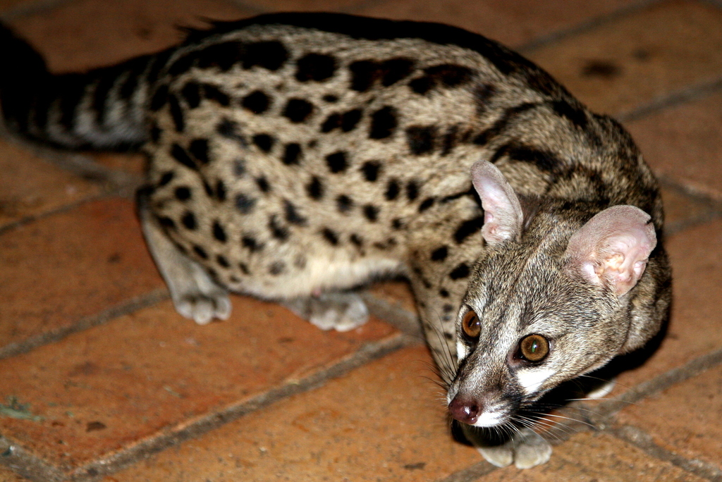 The Rusty-spotted Genet