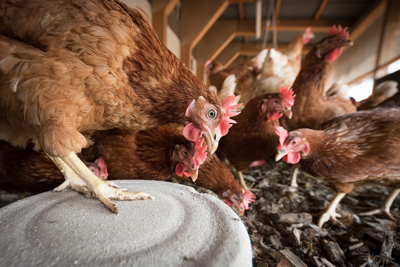 Hens in a backyard chicken coop