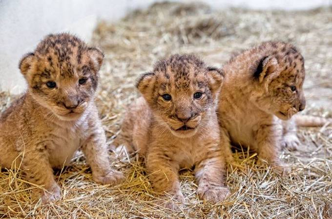 Three Lion Cubs