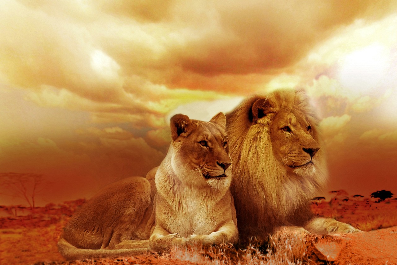Two lions