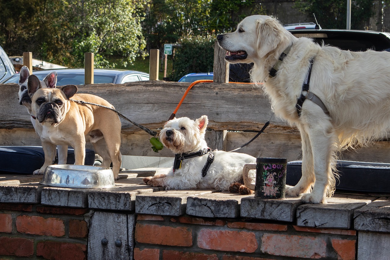 one large dog and three small dogs