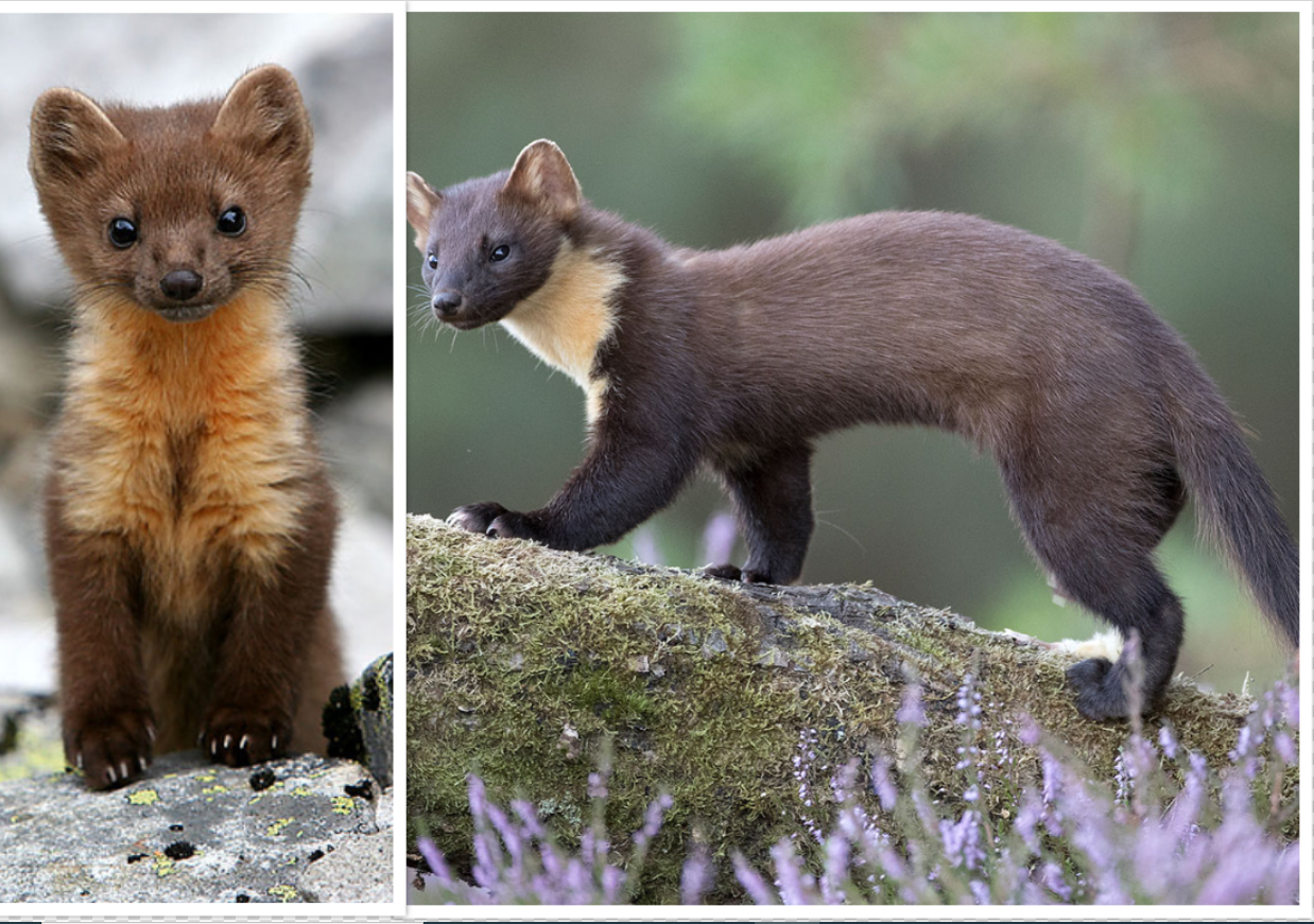 two Martens