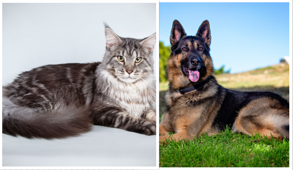 A Maine Coon and a German Shepherd