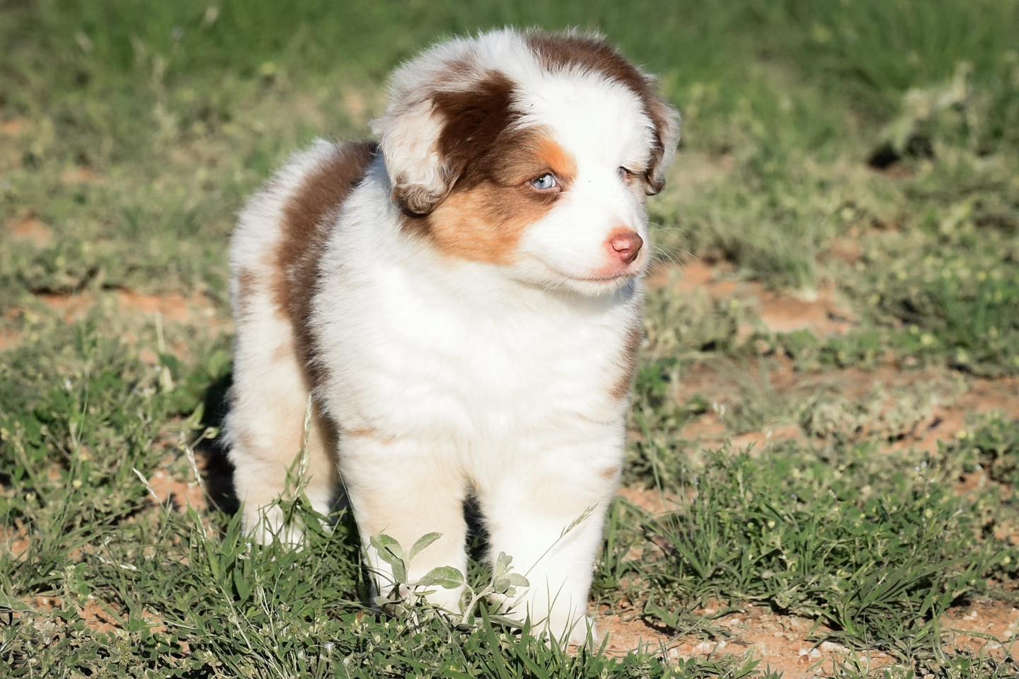A cute red merle Miniature American Shepherd puppy
