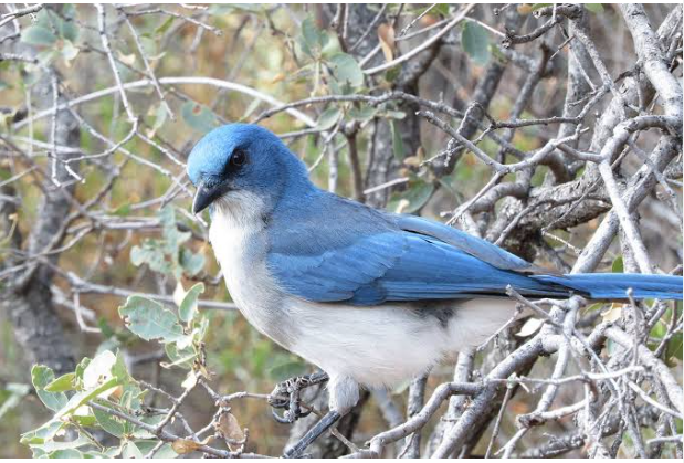 a Mexican Jay
