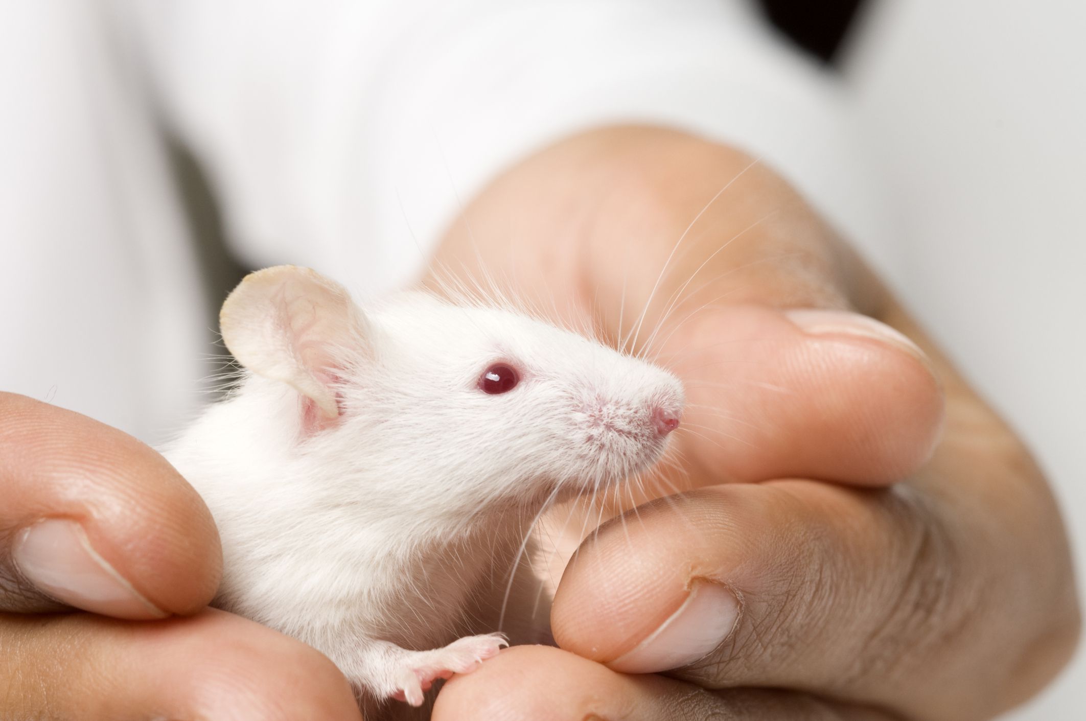 A pet white mouse