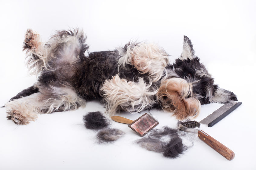 Miniature Schnauzers brushing