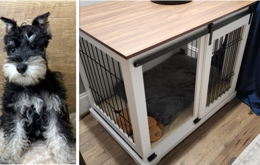 A Miniature Schnauzer puppy and a dog crate