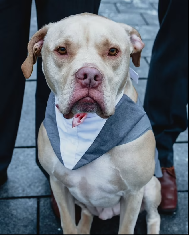 Dog appears as Best Man at his owners' wedding