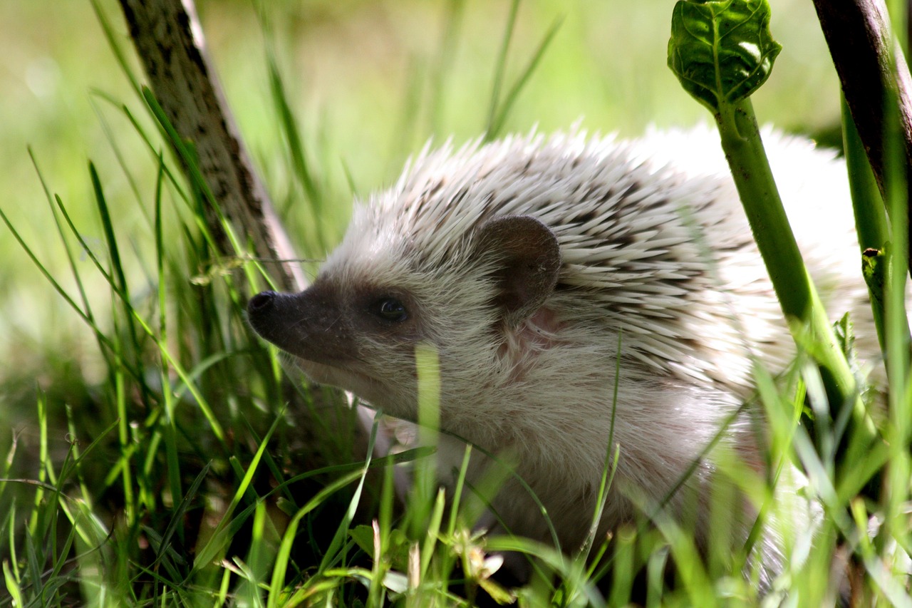 An African Pygmy Hedgehog in the wild