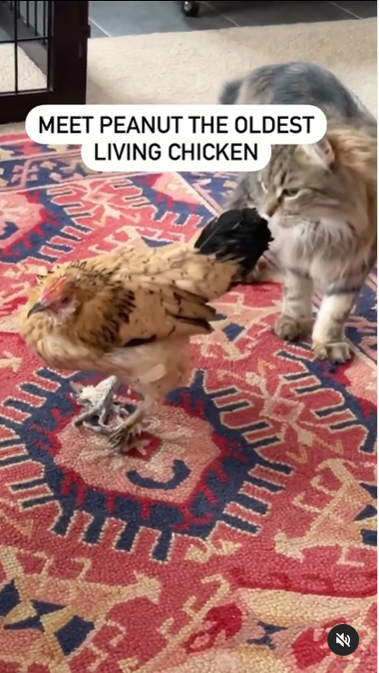 Peanut, the Oldest Chicken Alive