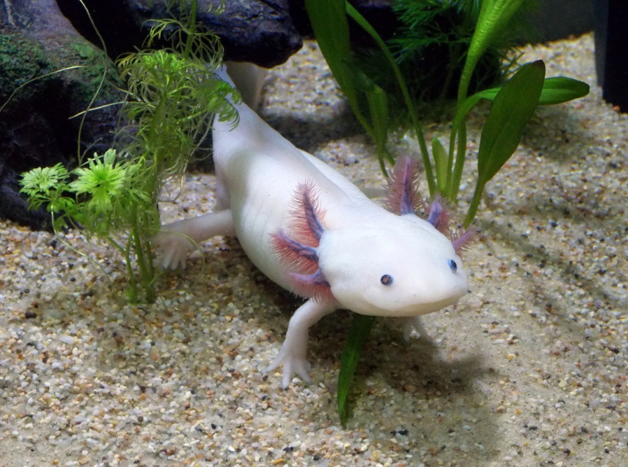a cute white Axolotl