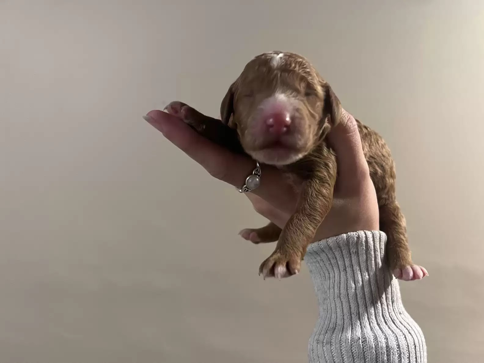 A poodle puppy in Ohio