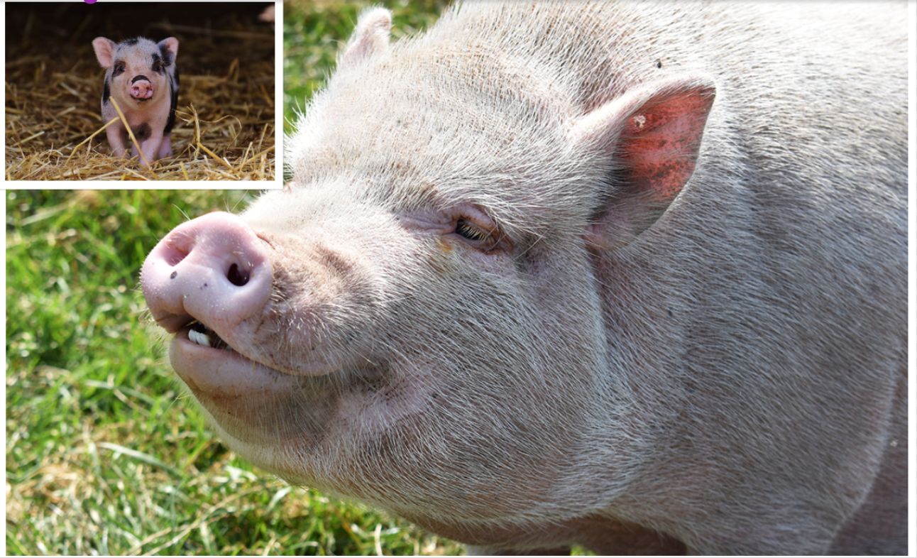 A Vietnamese Pot-bellied