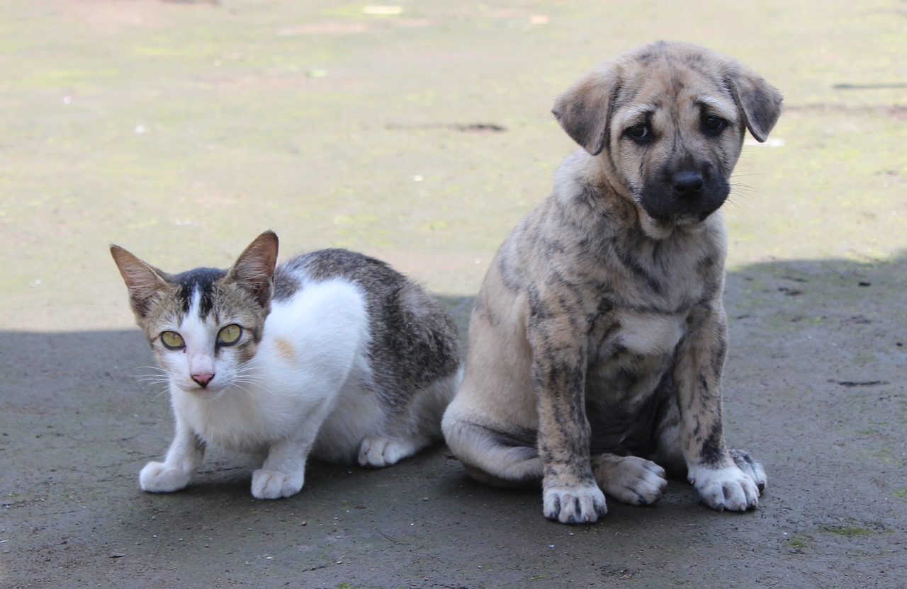 A cat and a puppy
