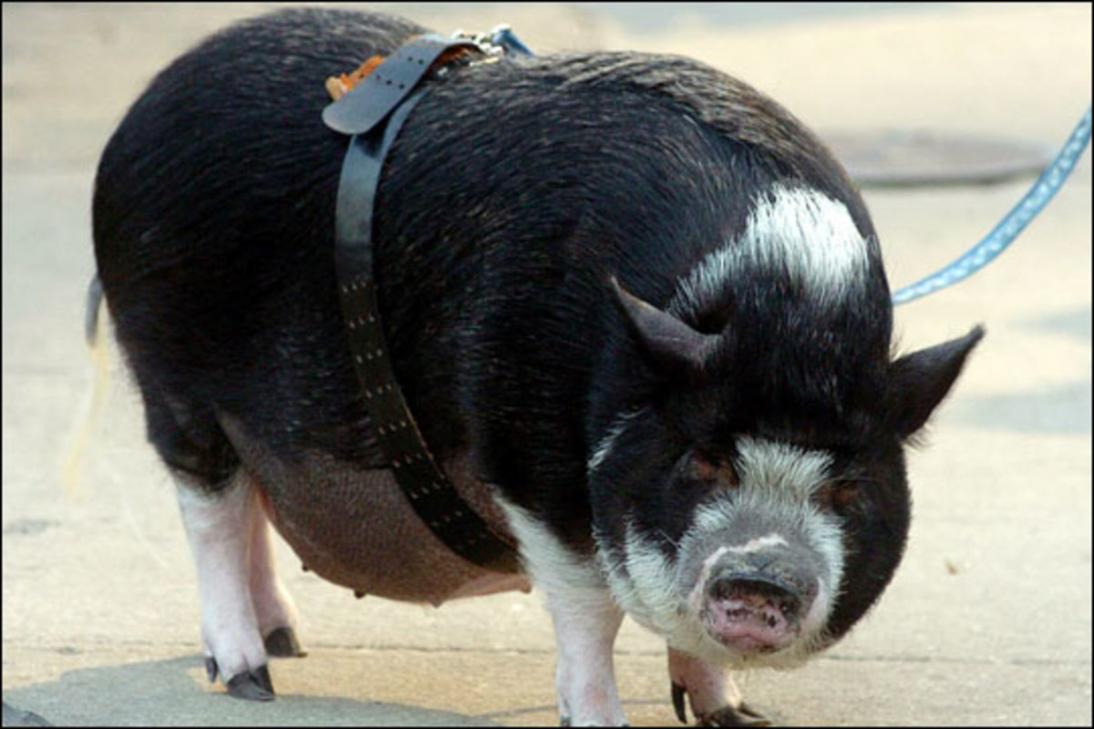 A pet Vietnamese pot-bellied on a leash