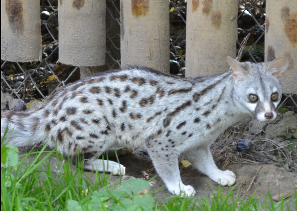 The Pardine Genet