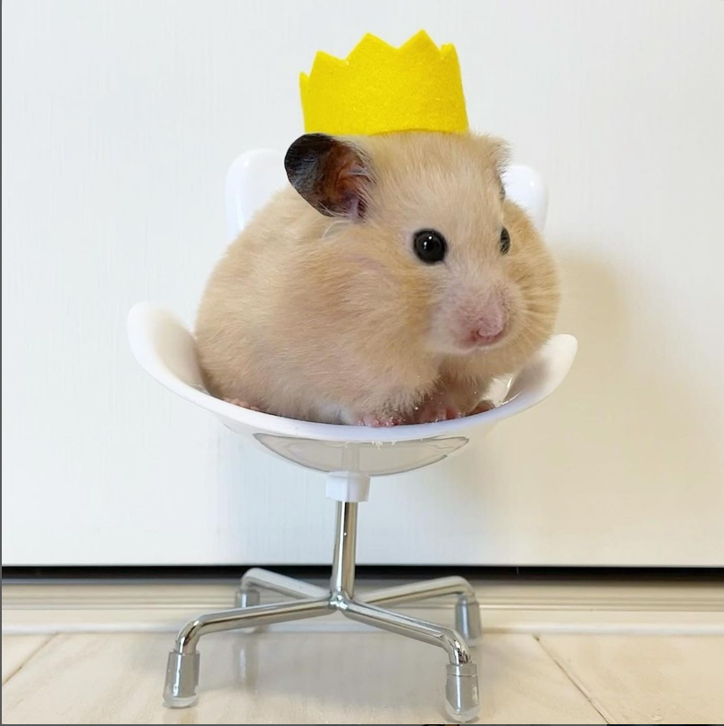 Houston World Series of Dog Shows