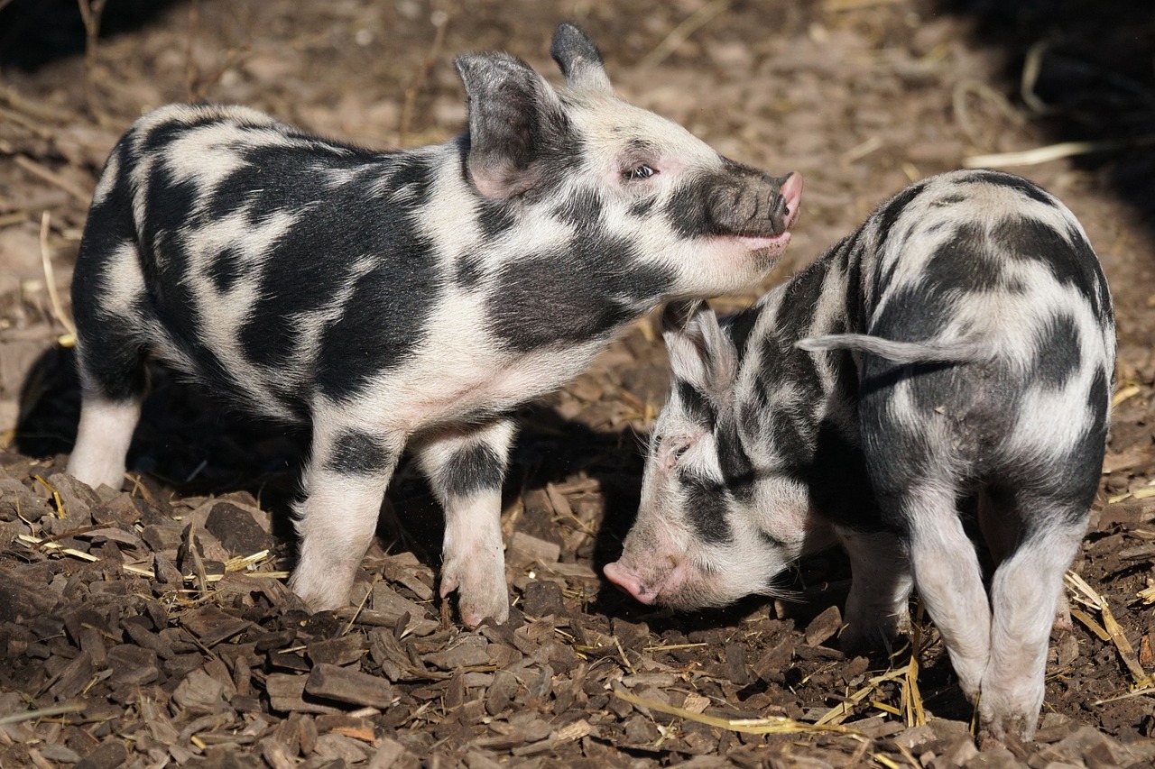 Two piglets