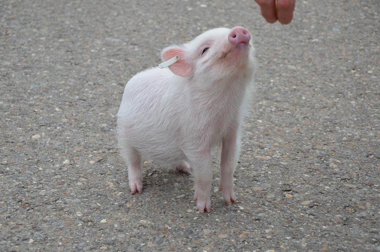 A cute mini pig