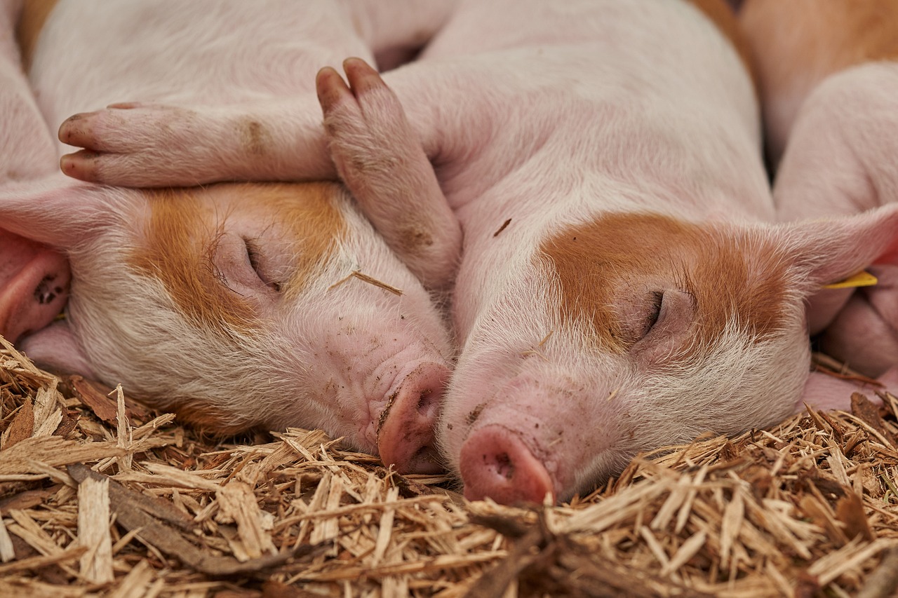 Sleeping piglets