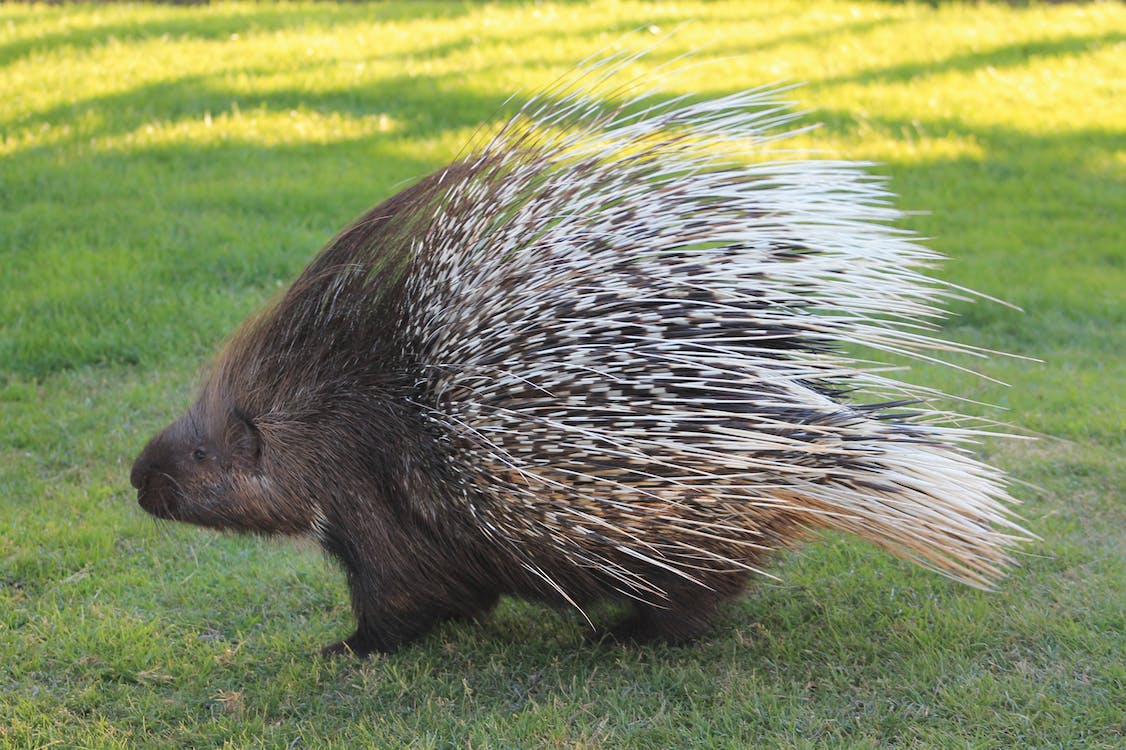 An African crested porcupine