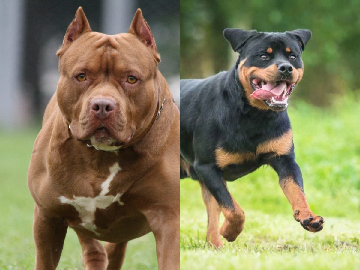 A Pit Bull and a Rottweiler