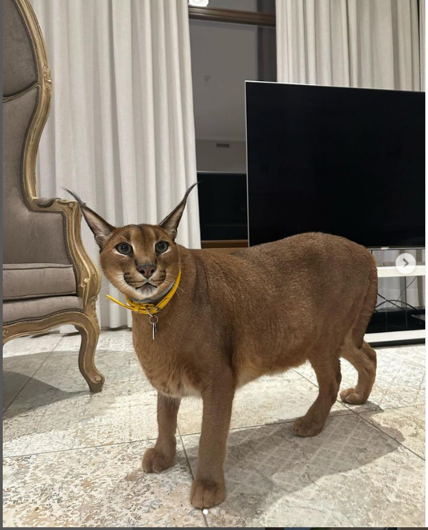 Pumba Caracal at home