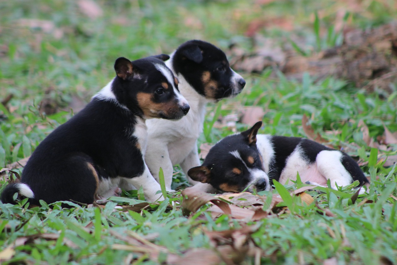 Three cute puppies in a yard