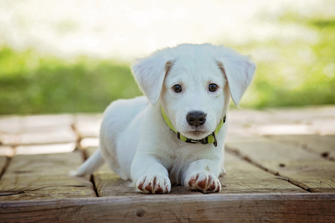 A white puppy wearing a collar