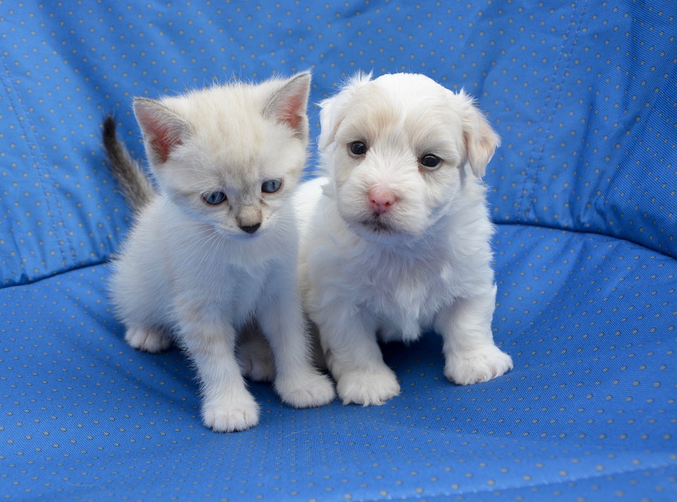 A white kitten and a white puppy