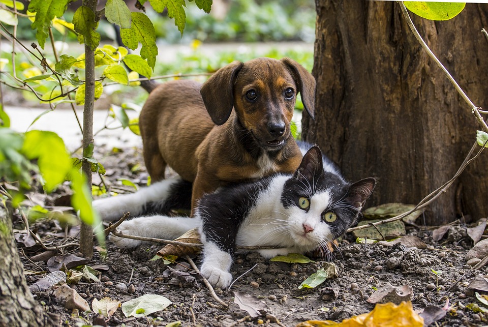 A puppy playing with a cat