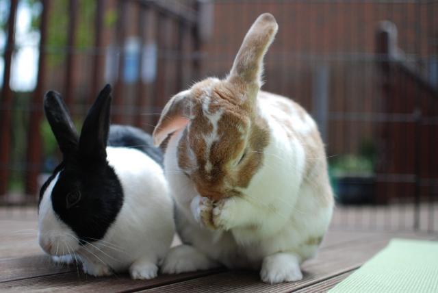 US Puppy Mill rabbits