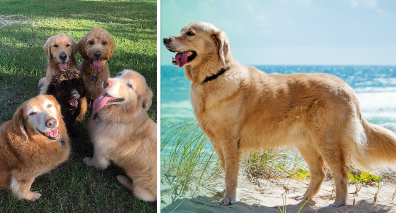 Rescue dogs in Florida