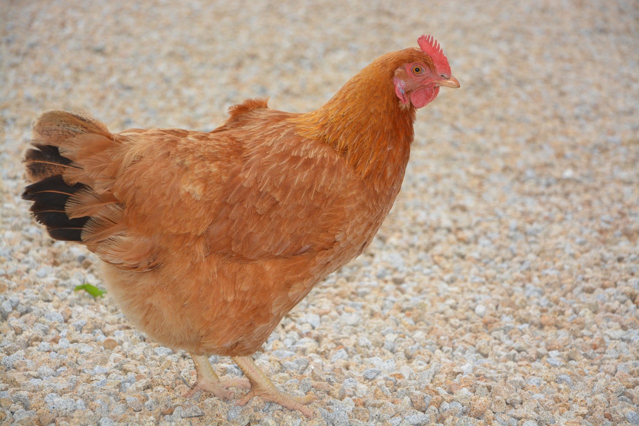 A red egg-laying hen