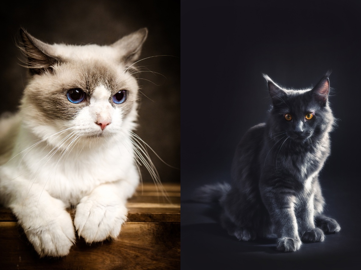 Ragdoll vs Maine coon