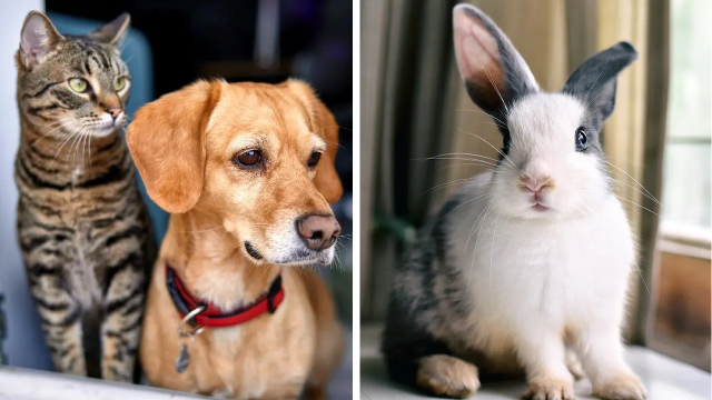 New York Pet Stores Selling Cats, Dogs, Rabbits