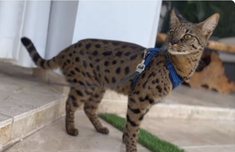 a Savannah Cat on a leash