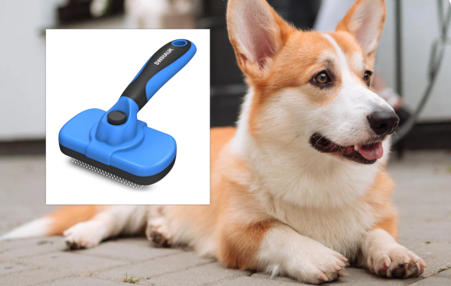 A slicker brush and a corgi