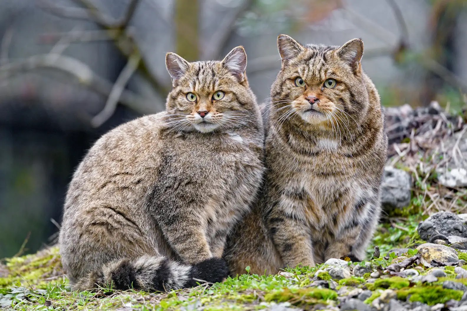 Two adults European wildcats