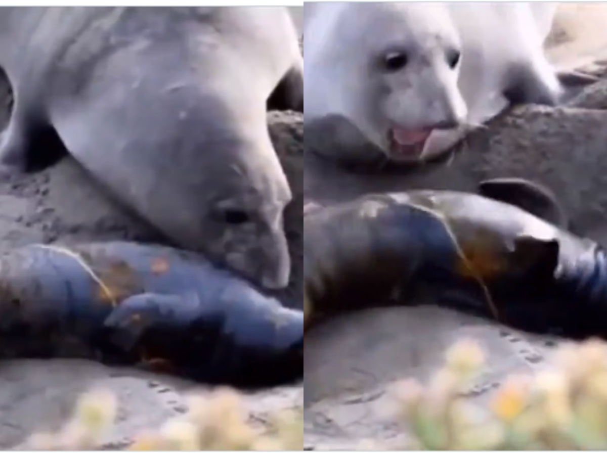 A Mother Seal and her baby