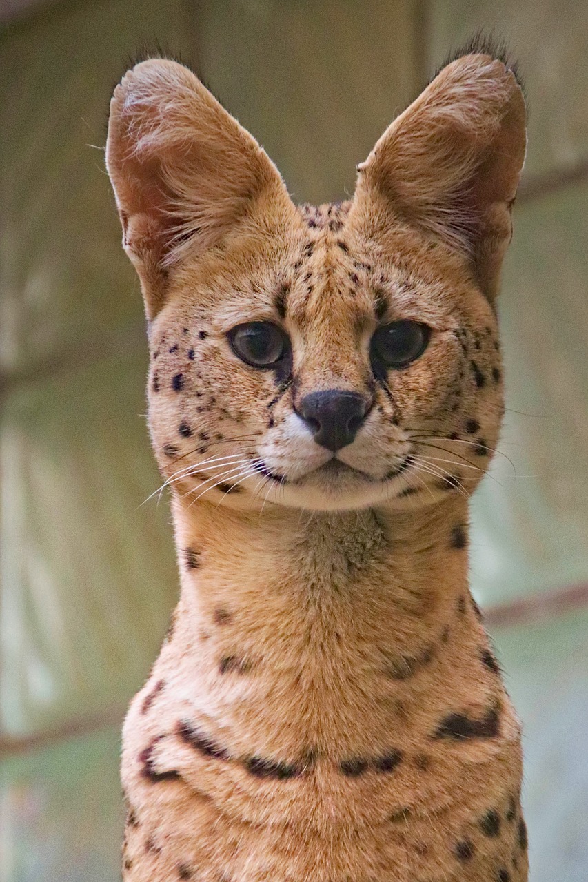 A Serval Cat