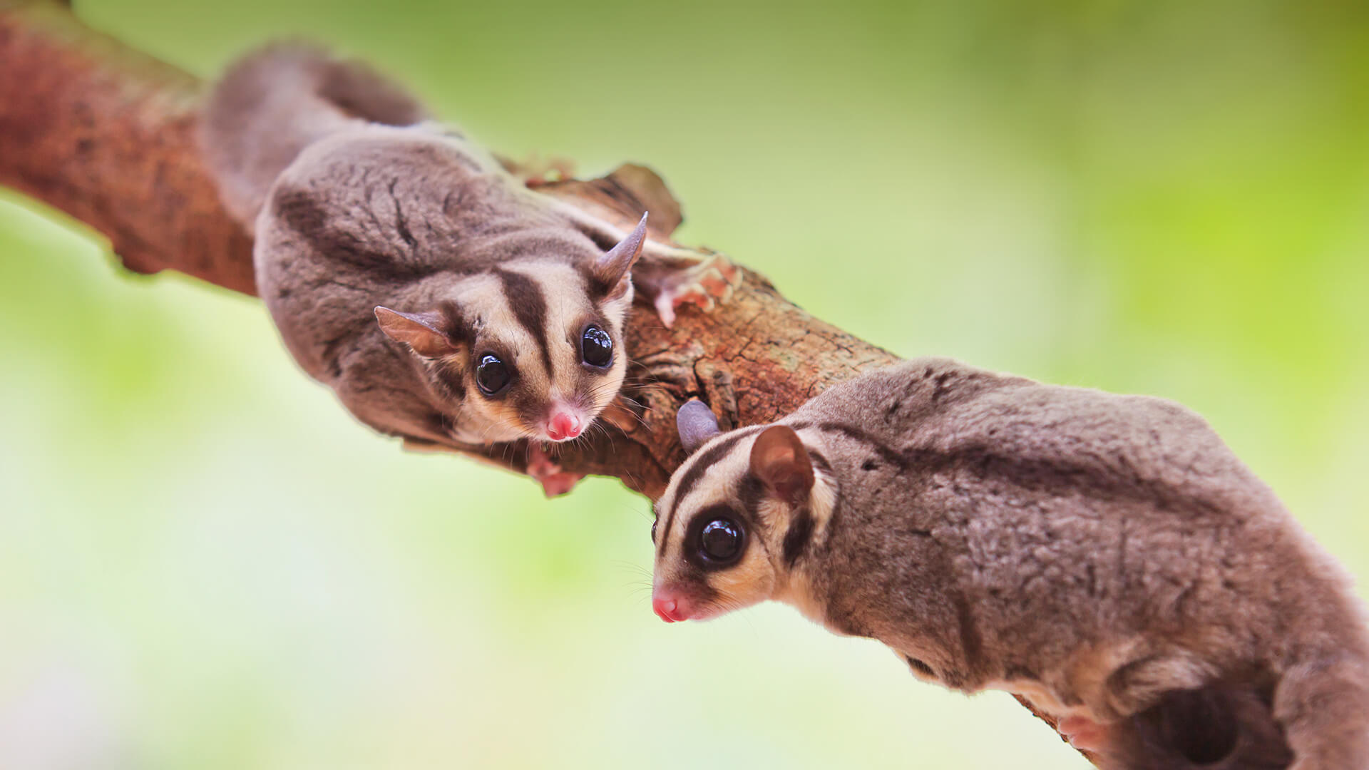 Two Sugar Gliders